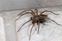 La Pisaure admirable. Un mle en chasse (Araneae - Pisauridae - Pisaura mirabilis)